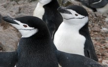 Robert island — антарктический рай для животных и птиц