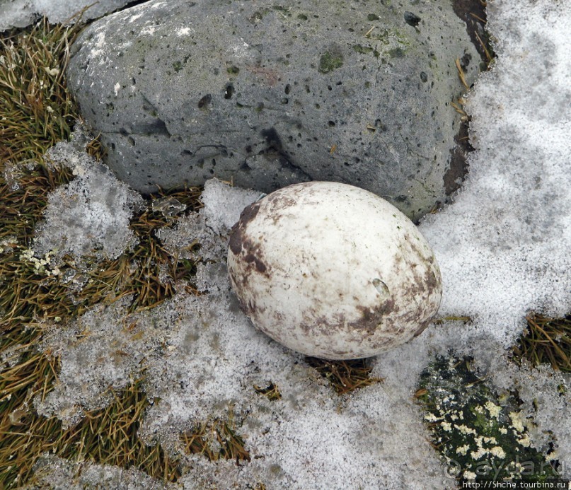 Robert island — антарктический рай для животных и птиц