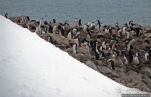 Robert island — антарктический рай для животных и птиц