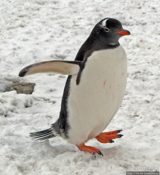 Robert island — антарктический рай для животных и птиц