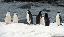 Robert island — антарктический рай для животных и птиц