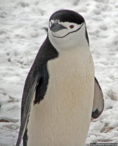 фото Антарктиды