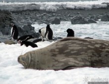 Robert island — антарктический рай для животных и птиц