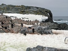 Robert island — антарктический рай для животных и птиц