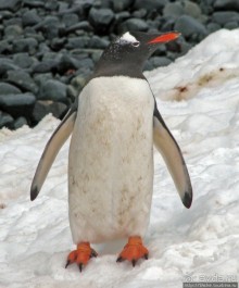 Robert island — антарктический рай для животных и птиц