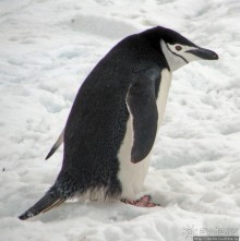 Robert island — антарктический рай для животных и птиц