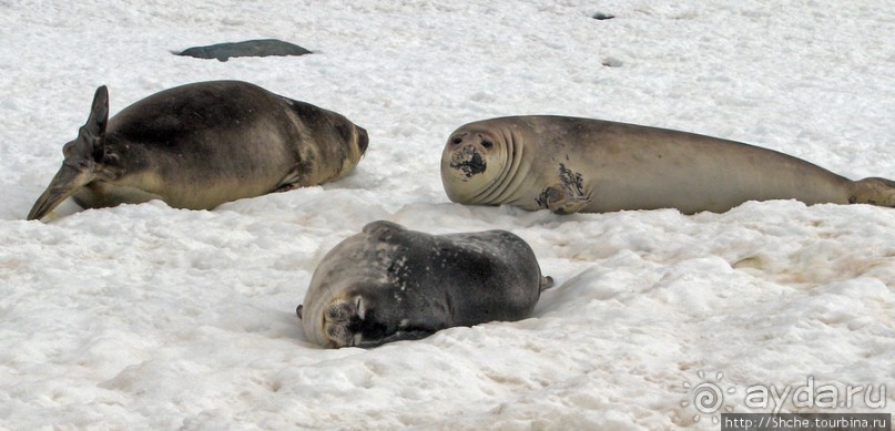 Robert island — антарктический рай для животных и птиц