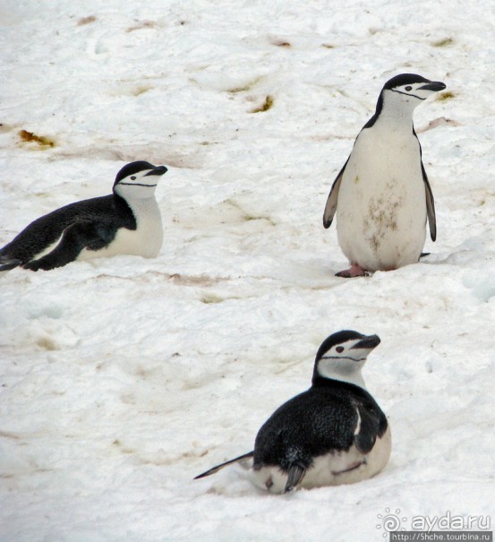 Robert island — антарктический рай для животных и птиц