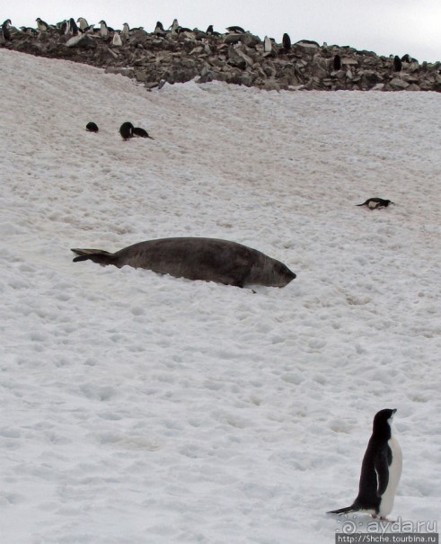 Robert island — антарктический рай для животных и птиц