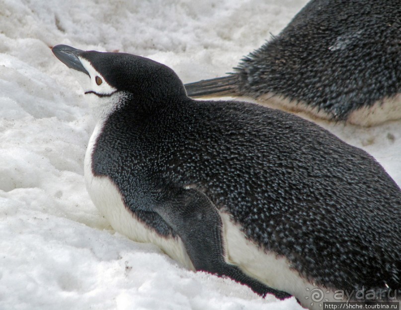 Robert island — антарктический рай для животных и птиц
