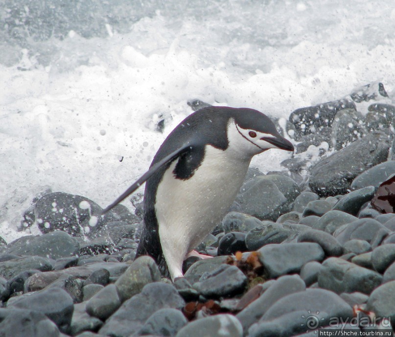 Robert island — антарктический рай для животных и птиц
