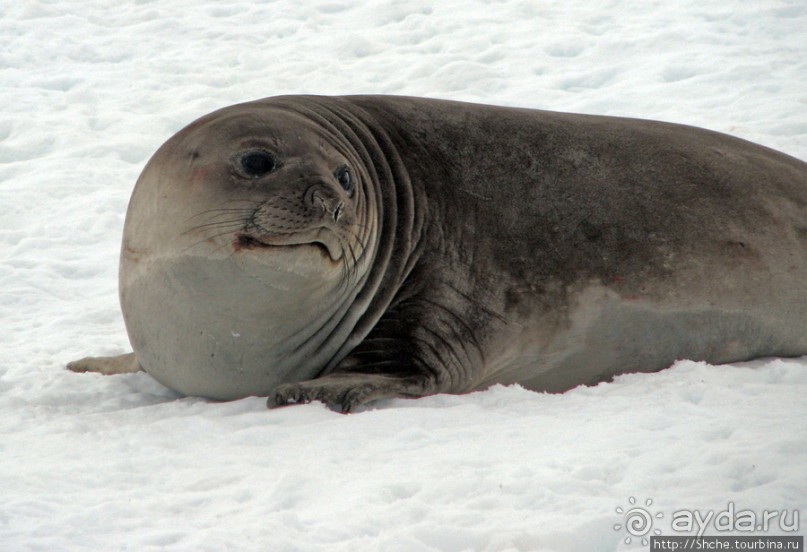 Robert island — антарктический рай для животных и птиц
