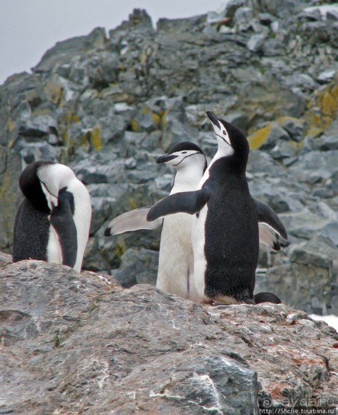 Robert island — антарктический рай для животных и птиц