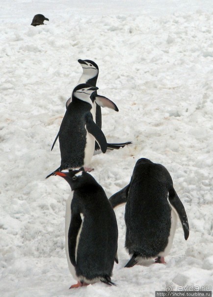 Robert island — антарктический рай для животных и птиц