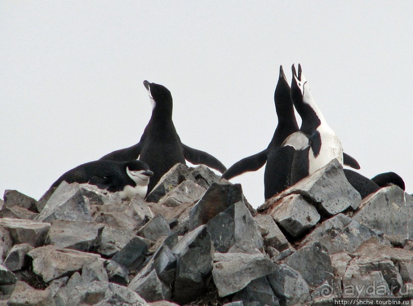 Robert island — антарктический рай для животных и птиц