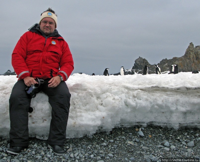 Robert island — антарктический рай для животных и птиц
