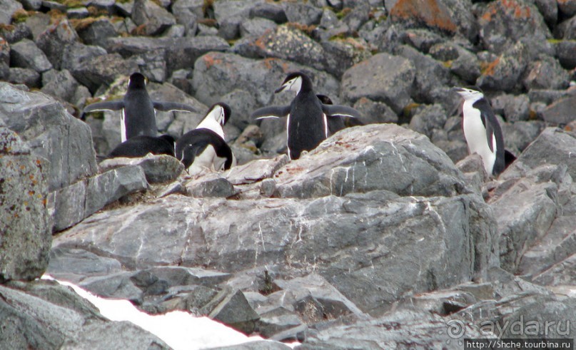Robert island — антарктический рай для животных и птиц