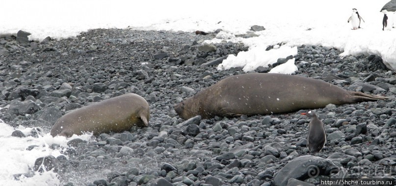 Robert island — антарктический рай для животных и птиц