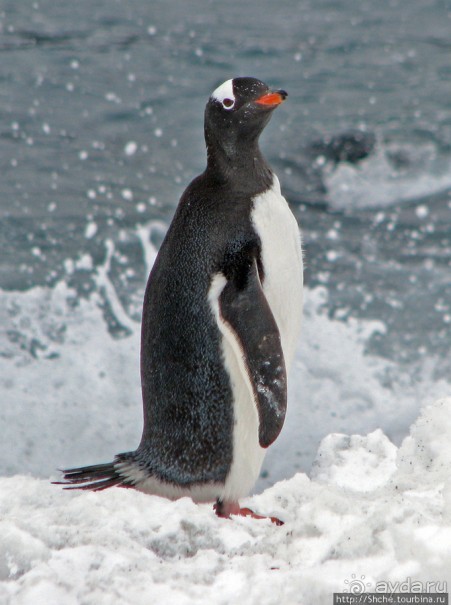 Robert island — антарктический рай для животных и птиц
