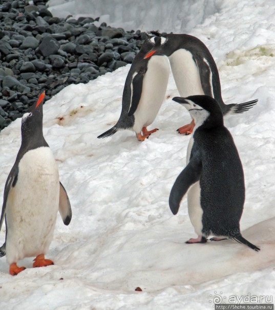 Robert island — антарктический рай для животных и птиц