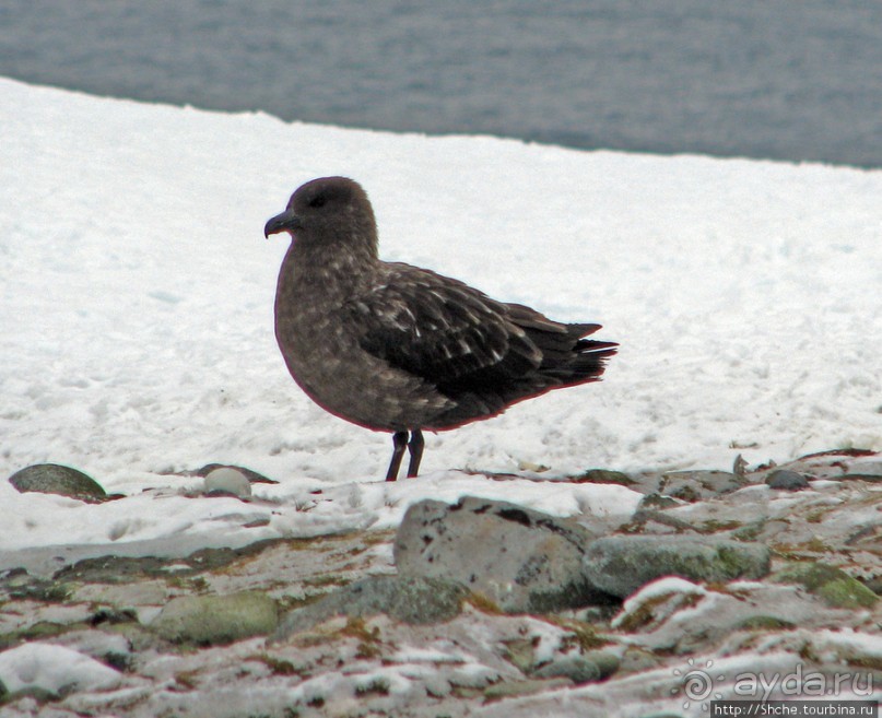 Robert island — антарктический рай для животных и птиц