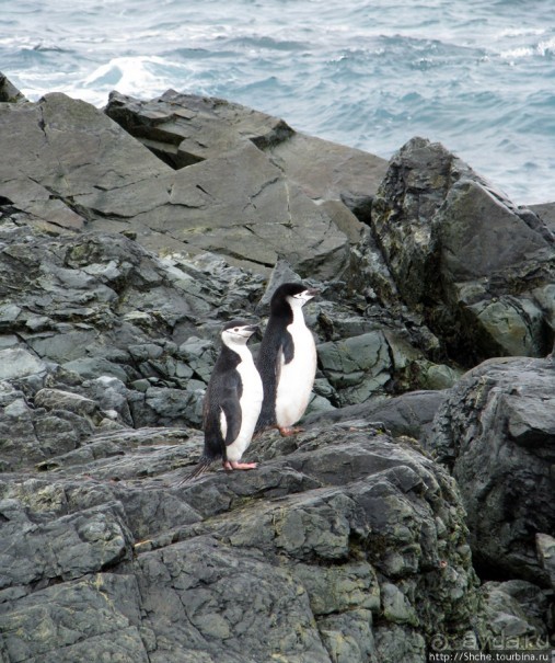 Robert island — антарктический рай для животных и птиц