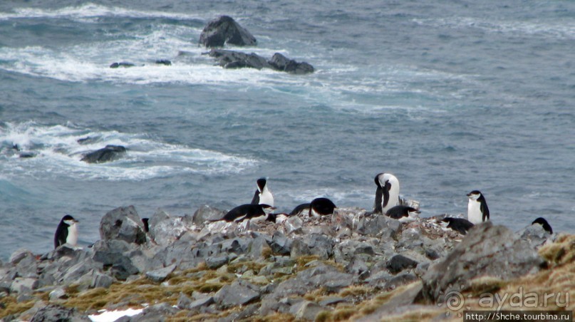 Robert island — антарктический рай для животных и птиц