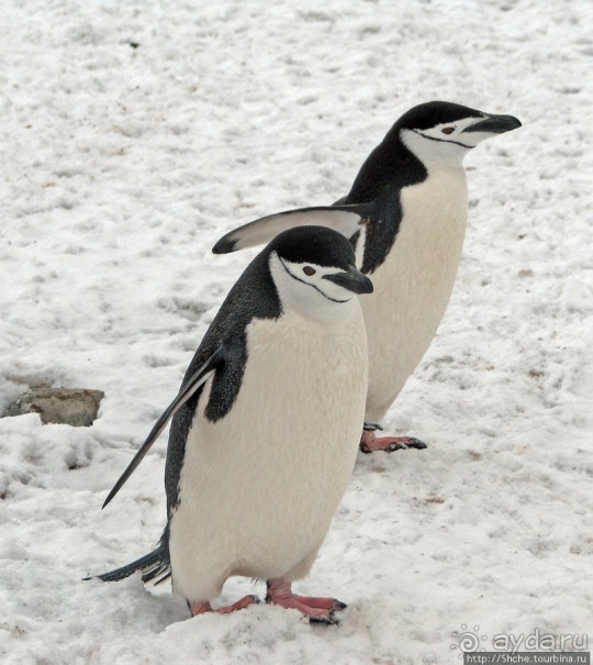 Robert island — антарктический рай для животных и птиц