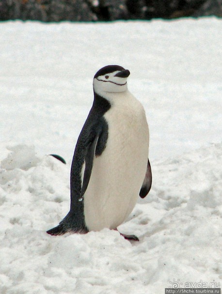 Robert island — антарктический рай для животных и птиц