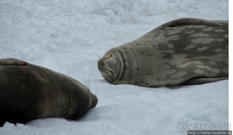 Robert island — антарктический рай для животных и птиц