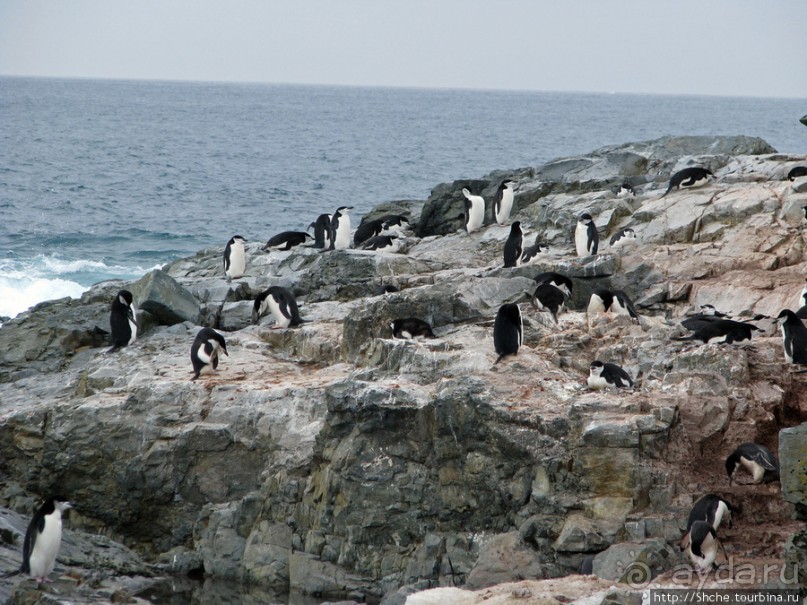 Robert island — антарктический рай для животных и птиц