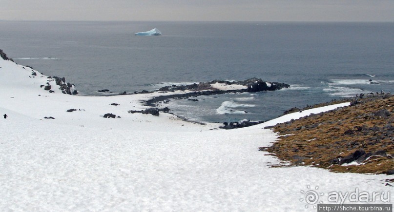 Robert island — антарктический рай для животных и птиц