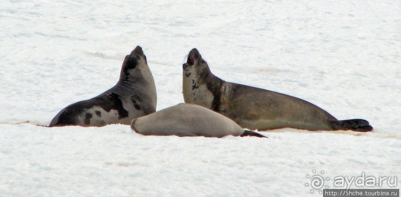 Robert island — антарктический рай для животных и птиц