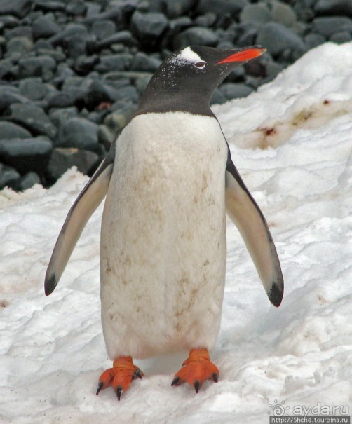 Robert island — антарктический рай для животных и птиц