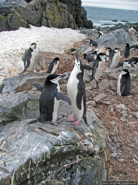 Robert island — антарктический рай для животных и птиц