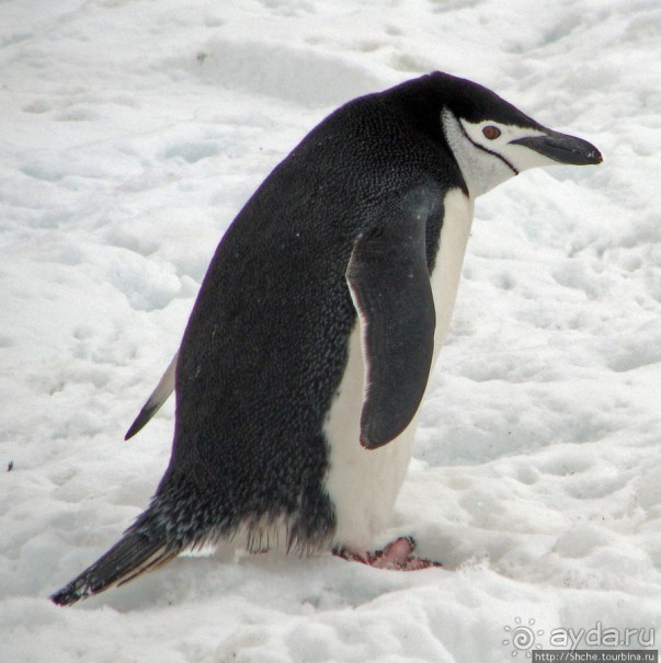 Robert island — антарктический рай для животных и птиц