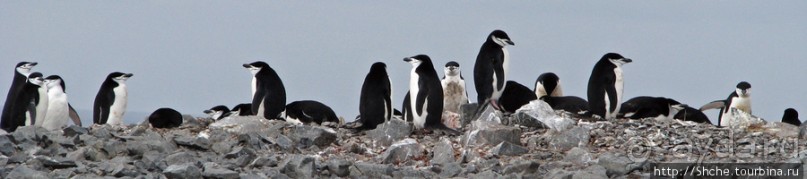 Robert island — антарктический рай для животных и птиц