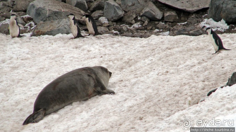 Robert island — антарктический рай для животных и птиц