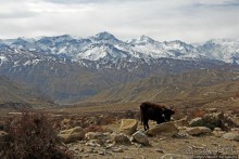 Мустанг. Обратная перемотка. День второй — чистое созерцание