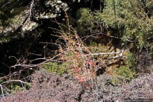 Мустанг. Обратная перемотка. День второй — чистое созерцание