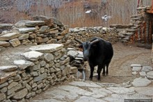 Мустанг. Обратная перемотка. День второй — чистое созерцание