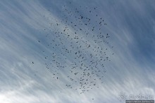 Мустанг. Обратная перемотка. День второй — чистое созерцание