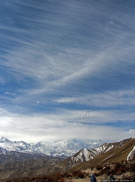 Мустанг. Обратная перемотка. День второй — чистое созерцание