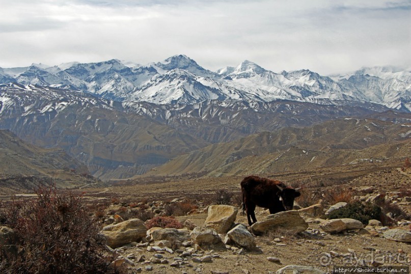 Мустанг. Обратная перемотка. День второй — чистое созерцание