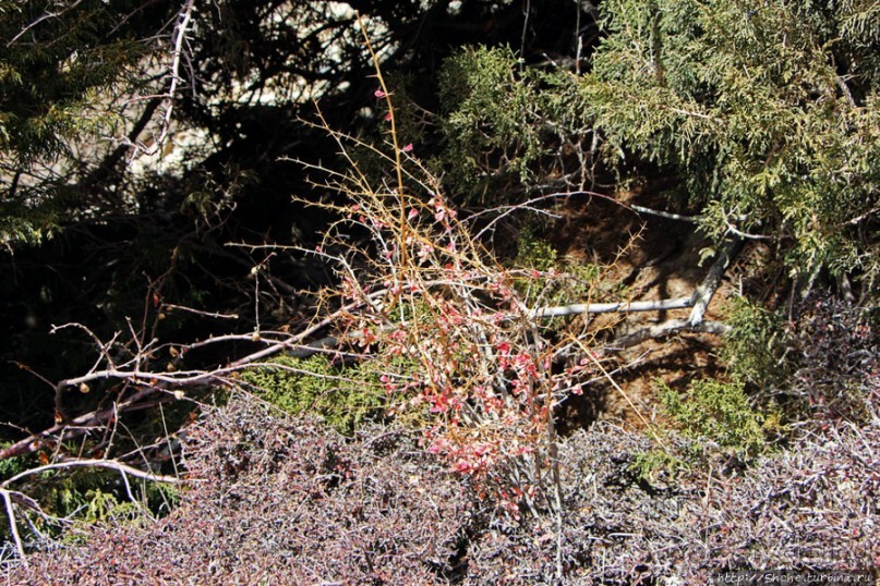 Мустанг. Обратная перемотка. День второй — чистое созерцание