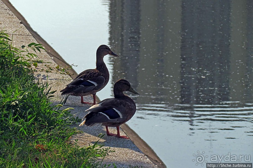 Бухарест — город на Дымбовице?