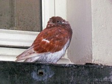 Брюссель - яркое впечатление в мерзкую погоду