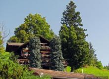 Швейцарская "усмешка леса" — летний Гриндельвальд