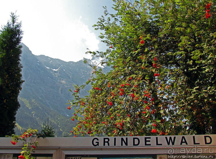 Швейцарская "усмешка леса" — летний Гриндельвальд