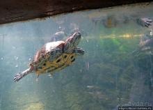 Место, где водится много-много больших черепах. И не только